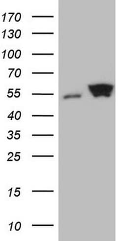 Invitrogen SHMT2 Monoclonal Antibody (OTI3E9) 100 &mu;L; Unconjugated:Antibodies,