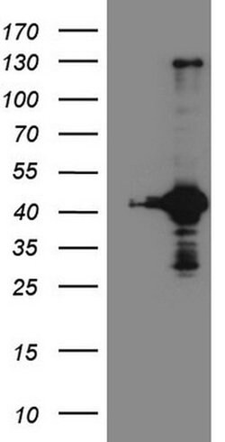 Invitrogen RPS6KC1 Monoclonal Antibody (OTI10F11) 100 &mu;L; Unconjugated:Antibodies,