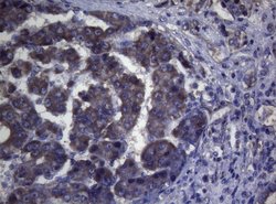 Invitrogen MAK Monoclonal Antibody (OTI5A7) 100 &mu;L; Unconjugated:Antibodies,