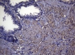 Invitrogen MAK Monoclonal Antibody (OTI5A7) 100 &mu;L; Unconjugated:Antibodies,