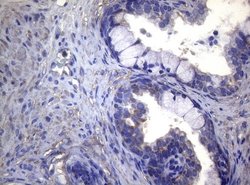 Invitrogen MAK Monoclonal Antibody (OTI5A7) 100 &mu;L; Unconjugated:Antibodies,