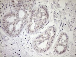 Invitrogen UBP1 Monoclonal Antibody (OTI9G7) 100 &mu;L; Unconjugated:Antibodies,