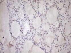 Invitrogen UBP1 Monoclonal Antibody (OTI9G7) 100 &mu;L; Unconjugated:Antibodies,