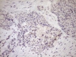 Invitrogen UBP1 Monoclonal Antibody (OTI9G7) 100 &mu;L; Unconjugated:Antibodies,