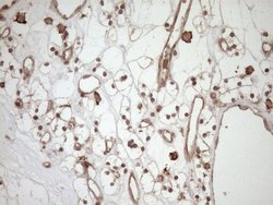 Invitrogen HOXC10 Monoclonal Antibody (OTI5C10) 100 &mu;L; Unconjugated:Antibodies,