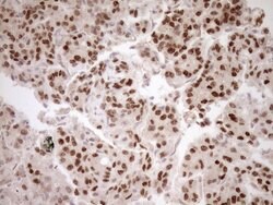 Invitrogen HOXC10 Monoclonal Antibody (OTI5C10) 100 &mu;L; Unconjugated:Antibodies,
