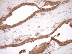 Invitrogen HOXC10 Monoclonal Antibody (OTI5C10) 100 &mu;L; Unconjugated:Antibodies,