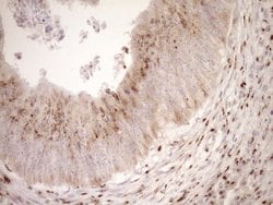 Invitrogen TRIM56 Monoclonal Antibody (OTI5A1) 100 &mu;L; Unconjugated:Antibodies,