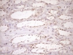 Invitrogen TRIM56 Monoclonal Antibody (OTI5A1) 100 &mu;L; Unconjugated:Antibodies,