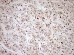 Invitrogen TRIM56 Monoclonal Antibody (OTI5A1) 100 &mu;L; Unconjugated:Antibodies,