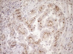 Invitrogen TRIM56 Monoclonal Antibody (OTI5A1) 100 &mu;L; Unconjugated:Antibodies,
