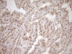 Invitrogen TRIM56 Monoclonal Antibody (OTI5A1) 100 &mu;L; Unconjugated:Antibodies,