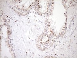 Invitrogen TRIM56 Monoclonal Antibody (OTI5A1) 100 &mu;L; Unconjugated:Antibodies,