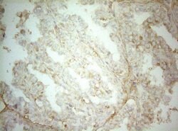 Invitrogen AHA1 Monoclonal Antibody (OTI1D2) 100 &mu;L; Unconjugated:Antibodies,