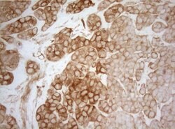 Invitrogen AHA1 Monoclonal Antibody (OTI1D2) 100 &mu;L; Unconjugated:Antibodies,