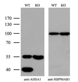 Invitrogen AHA1 Monoclonal Antibody (OTI1D2) 100 &mu;L; Unconjugated:Antibodies,