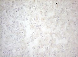 Invitrogen Bcl-G Monoclonal Antibody (OTI6D1) 100 &mu;L; Unconjugated:Antibodies,