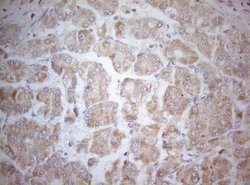 Invitrogen MAD4 Monoclonal Antibody (OTI7F7) 100 &mu;L; Unconjugated:Antibodies,