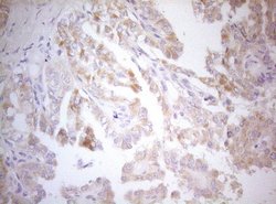 Invitrogen MAD4 Monoclonal Antibody (OTI7F7) 100 &mu;L; Unconjugated:Antibodies,
