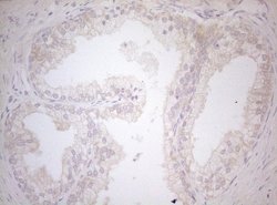 Invitrogen MAD4 Monoclonal Antibody (OTI7F7) 100 &mu;L; Unconjugated:Antibodies,