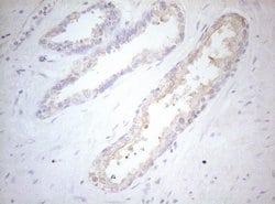 Invitrogen MAD4 Monoclonal Antibody (OTI7F7) 100 &mu;L; Unconjugated:Antibodies,