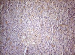 Invitrogen MAD4 Monoclonal Antibody (OTI7F7) 100 &mu;L; Unconjugated:Antibodies,