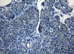 Invitrogen HOXC10 Monoclonal Antibody (OTI1A9) 100 &mu;L; Unconjugated:Antibodies,