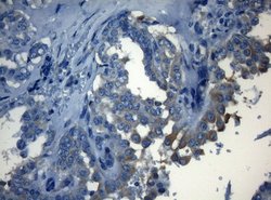 Invitrogen HOXC10 Monoclonal Antibody (OTI1A9) 100 &mu;L; Unconjugated:Antibodies,