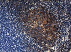 Invitrogen HOXC10 Monoclonal Antibody (OTI1A9) 100 &mu;L; Unconjugated:Antibodies,