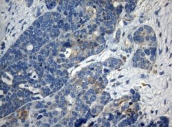 Invitrogen ZNF394 Monoclonal Antibody (OTI1G9) 100 &mu;L; Unconjugated:Antibodies,