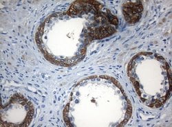 Invitrogen ZNF394 Monoclonal Antibody (OTI1G9) 100 &mu;L; Unconjugated:Antibodies,