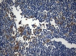 Invitrogen ZNF394 Monoclonal Antibody (OTI1G9) 100 &mu;L; Unconjugated:Antibodies,