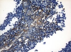 Invitrogen ZNF394 Monoclonal Antibody (OTI1G9) 100 &mu;L; Unconjugated:Antibodies,