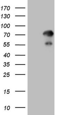 Invitrogen ZNF394 Monoclonal Antibody (OTI1G9) 100 &mu;L; Unconjugated:Antibodies,