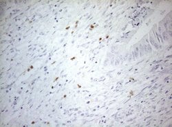 Invitrogen ZNF394 Monoclonal Antibody (OTI1H10) 100 &mu;L; Unconjugated:Antibodies,