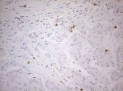 Invitrogen ZNF394 Monoclonal Antibody (OTI1H10) 100 &mu;L; Unconjugated:Antibodies,