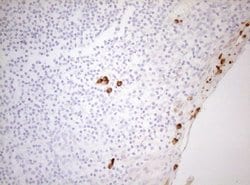 Invitrogen ZNF394 Monoclonal Antibody (OTI1H10) 100 &mu;L; Unconjugated:Antibodies,
