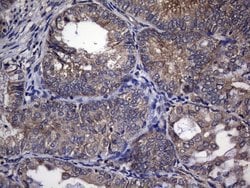 Invitrogen TRIM56 Monoclonal Antibody (OTI8E12) 100 &mu;L; Unconjugated:Antibodies,