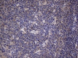 Invitrogen TRIM56 Monoclonal Antibody (OTI8E12) 100 &mu;L; Unconjugated:Antibodies,