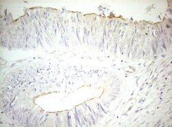 Invitrogen OSGIN2 Monoclonal Antibody (OTI7D12) 100 &mu;L; Unconjugated:Antibodies,