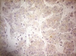 Invitrogen OSGIN2 Monoclonal Antibody (OTI7D12) 100 &mu;L; Unconjugated:Antibodies,