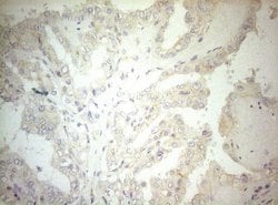 Invitrogen OSGIN2 Monoclonal Antibody (OTI7D12) 100 &mu;L; Unconjugated:Antibodies,