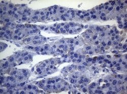 Invitrogen SEC14L1 Monoclonal Antibody (OTI3A6) 100 &mu;L; Unconjugated:Antibodies,