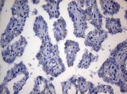 Invitrogen SEC14L1 Monoclonal Antibody (OTI3A6) 100 &mu;L; Unconjugated:Antibodies,