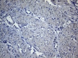 Invitrogen SEC14L1 Monoclonal Antibody (OTI3A6) 100 &mu;L; Unconjugated:Antibodies,