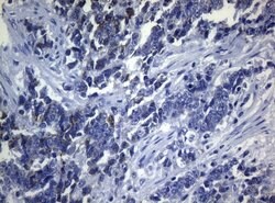 Invitrogen SEC14L1 Monoclonal Antibody (OTI3A6) 100 &mu;L; Unconjugated:Antibodies,