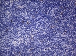 Invitrogen SEC14L1 Monoclonal Antibody (OTI3A6) 100 &mu;L; Unconjugated:Antibodies,
