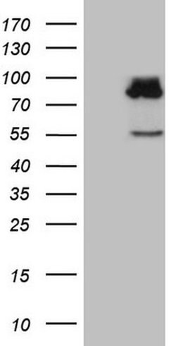 Invitrogen SEC14L1 Monoclonal Antibody (OTI3A6) 100 &mu;L; Unconjugated:Antibodies,