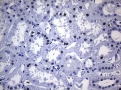 Invitrogen SAMD12 Monoclonal Antibody (OTI2G1) 100 &mu;L; Unconjugated:Antibodies,