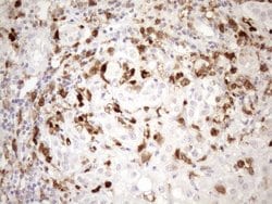 Invitrogen NCF4 Monoclonal Antibody (OTI4B5) 100 &mu;L; Unconjugated:Antibodies,
